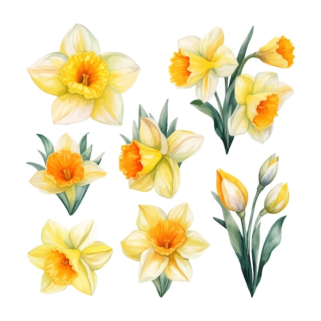 Vettore gratuito set di acquerelli di fiori di narcissi a sfondo bianco