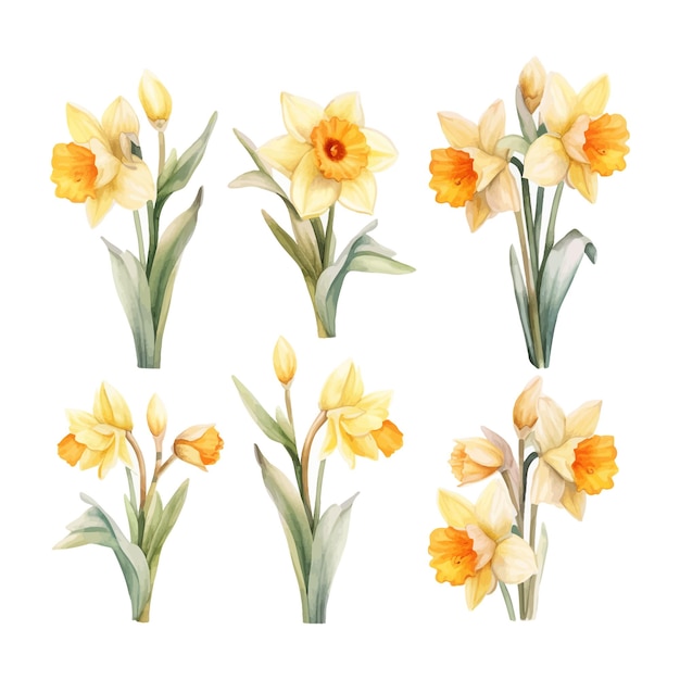 Free vector set of watercolor daffodil flowers clipart white background