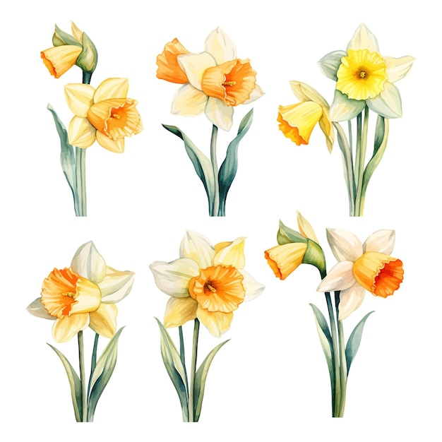 Set of watercolor daffodil flowers clipart white background