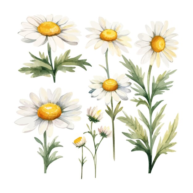 Set of watercolor daisy flowers clipart