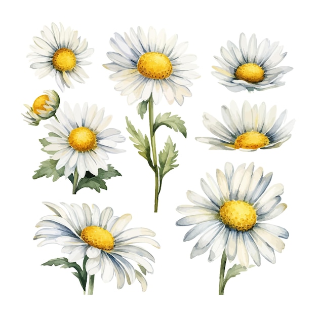 Set of watercolor daisy flowers clipart