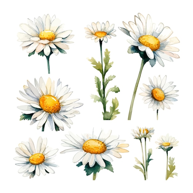 Set of watercolor daisy flowers clipart