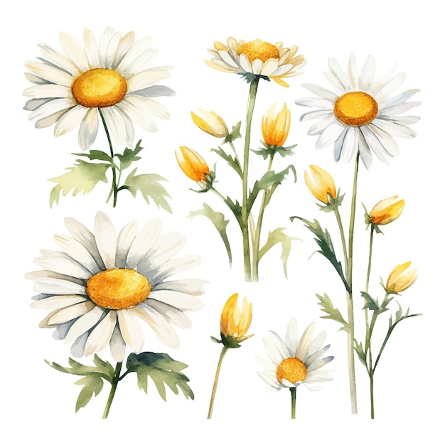 Vettore gratuito set di fiori di margherite acquerellate clipart