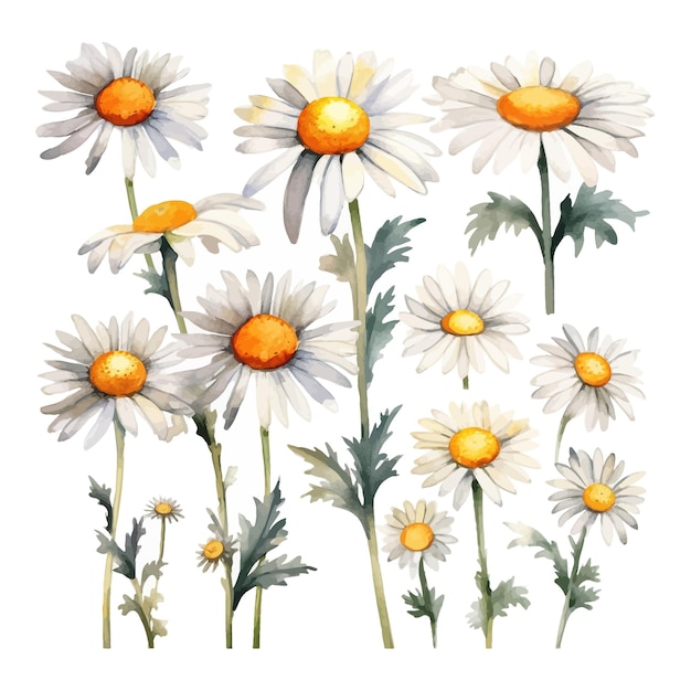 Vettore gratuito set di fiori di margherite acquerellate clipart