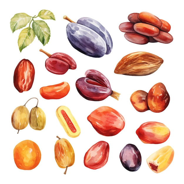 Set of watercolor date fruit clipart white background