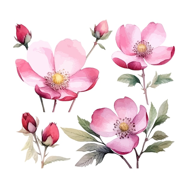 Set of watercolor dog rose flowers clipart white background