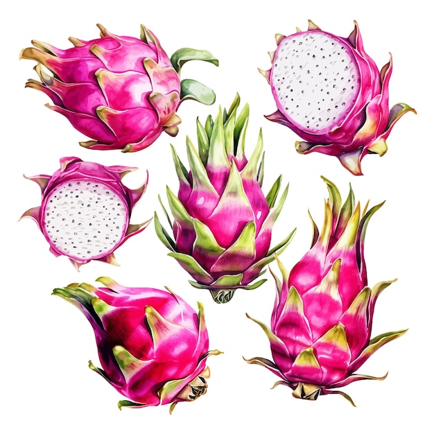 Free vector set of watercolor dragon fruits clipart white background