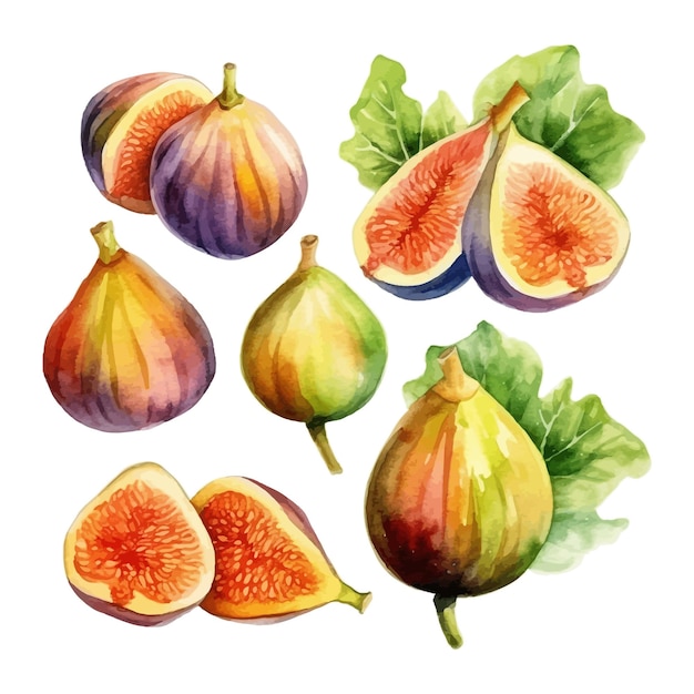 Free vector set of watercolor fig fruits with this tree white background