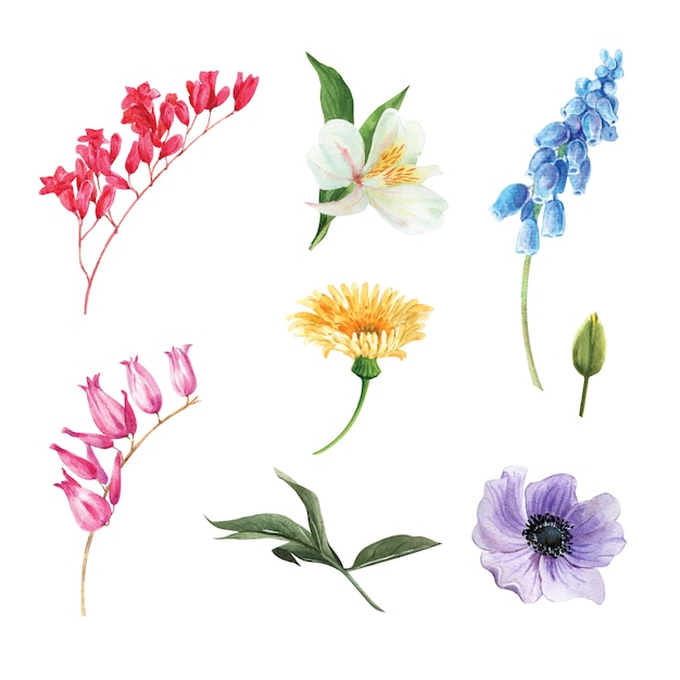 Free vector set of watercolor flower bud, illustration of elements isolated