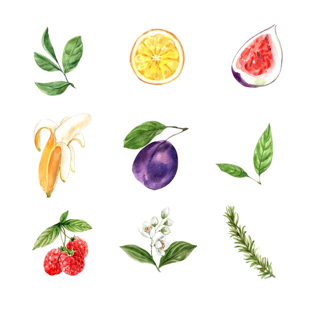 Set of watercolor foliage and fruits