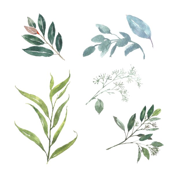 Set of watercolor foliage, illustration of elements isolated white.