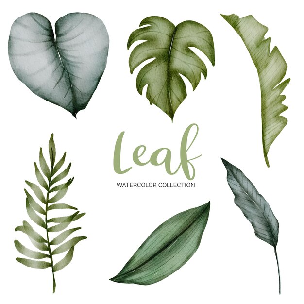 Set of Watercolor Green  Leaves on white