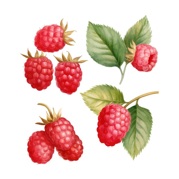 Set of watercolor isolated raspberries with leaves clipart white background