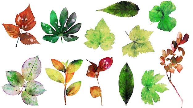 Free vector set watercolor leaves