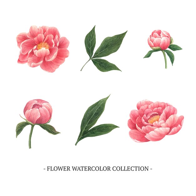 Set of watercolor peony, hand-drawn illustration of elements isolated white.