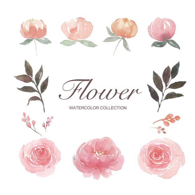 Set of watercolor peony, rose, flower bud, illustration of elements isolated white.