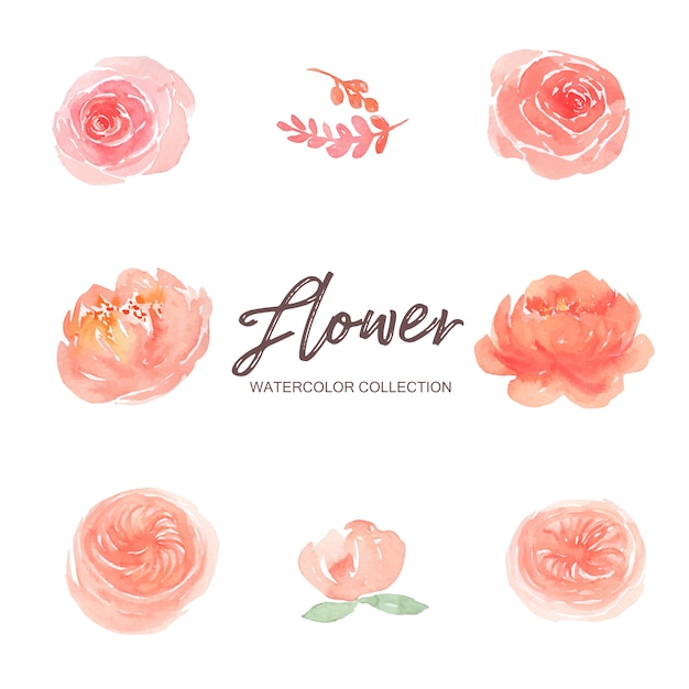 Free vector set of watercolor pink peony and climbing rose paint illustration of elements on white.