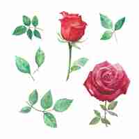 Free vector set of watercolor rose, hand-drawn illustration of elements isolated white.