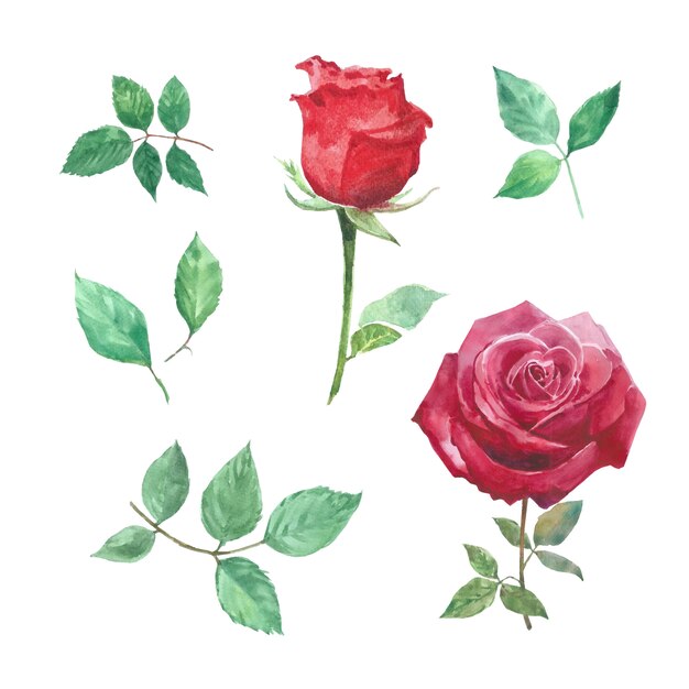 Set of watercolor rose, hand-drawn illustration of elements isolated white.