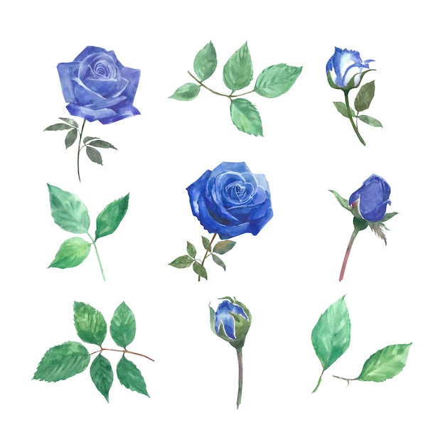 Set of watercolor rose, hand-drawn illustration of elements isolated white.