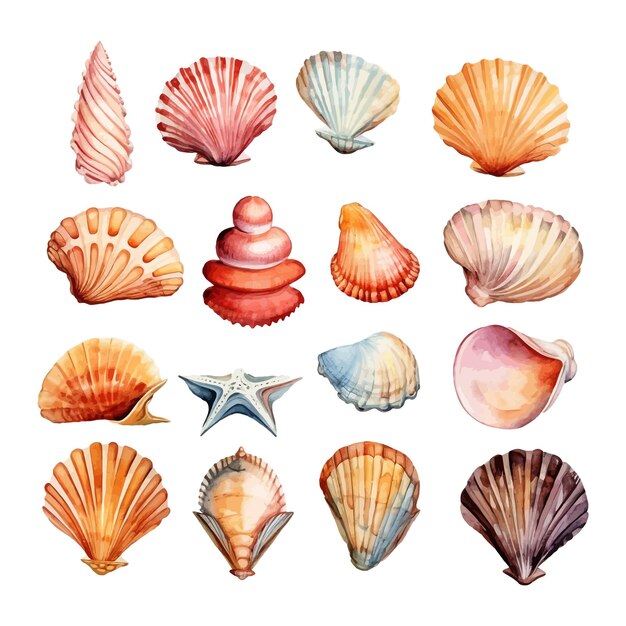 Set of watercolor Seashells on isolated illustration sea clipart