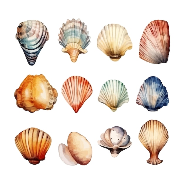 Free vector set of watercolor seashells on isolated illustration sea clipart