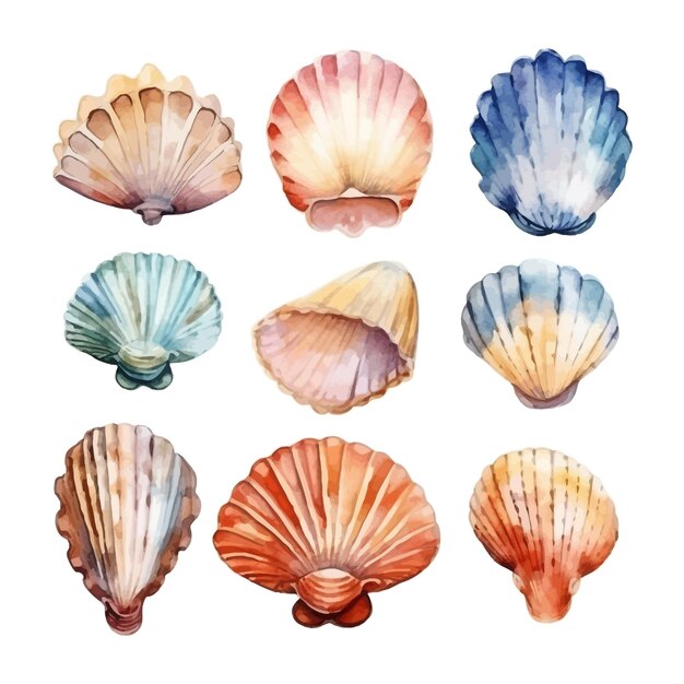 Set of watercolor Seashells on isolated illustration sea clipart