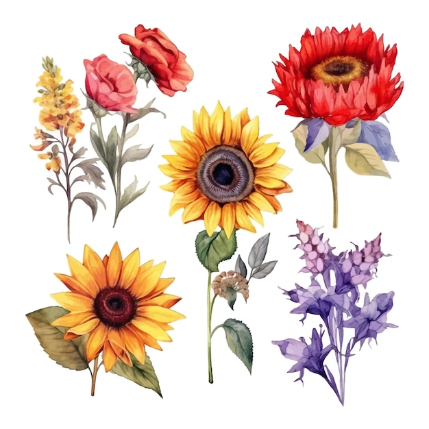 Set of watercolor sunflower lavender red anemones colorful flowers