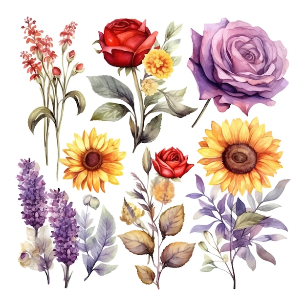 Set of watercolor sunflower lavender red anemones colorful flowers