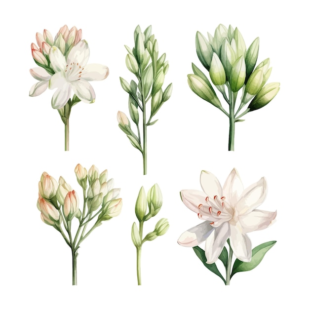 Set of watercolor tuberose flowers clipart