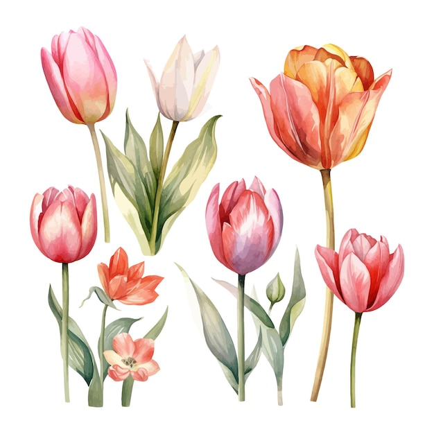 수채화 튤립 꽃 클립 아트 흰색 배경 세트