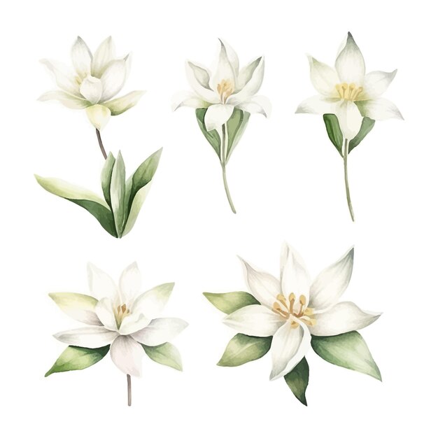 Set of Watercolor vanilla flower white background