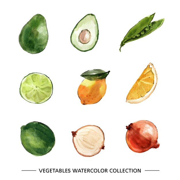 Set of watercolor vegetable