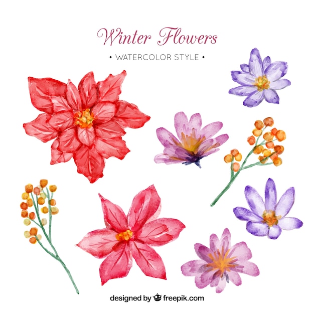 Set of watercolor winter flowers