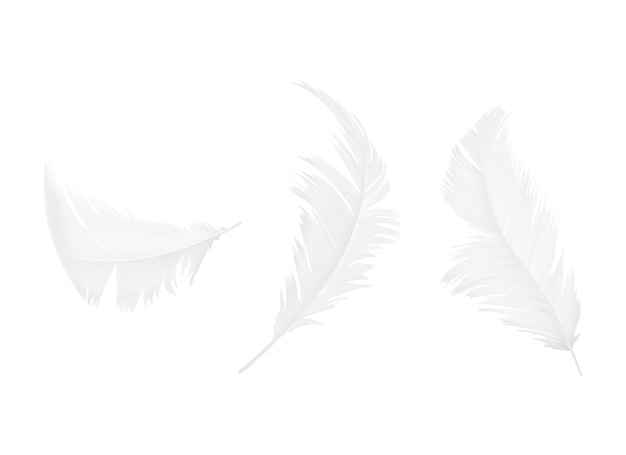 Set of white bird or angel feathers in various shapes, isolated on background