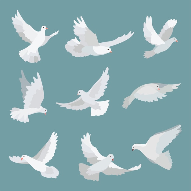 Set white doves peace isolated on background Vector bird illustration