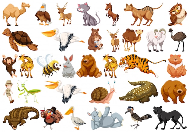 Set of wild animal