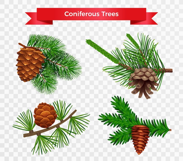 Set with pine tree cone isolated