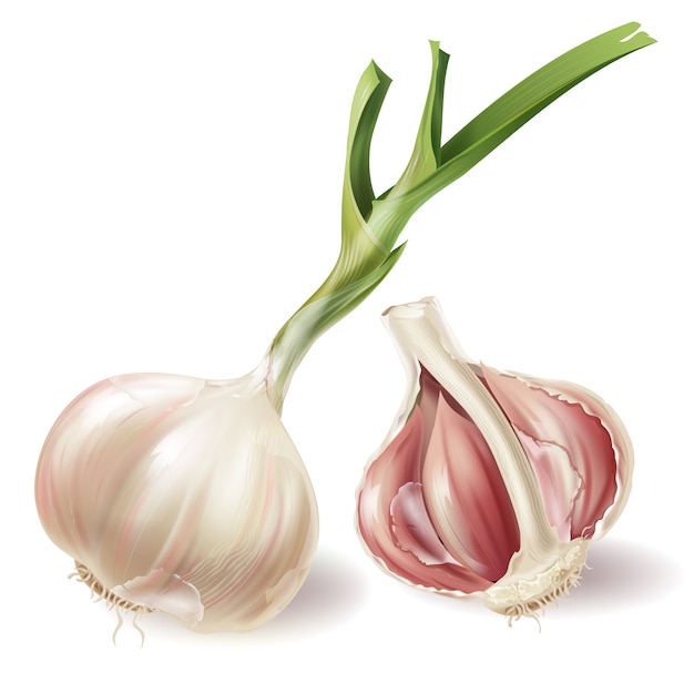 set with sprouted head of garlic and half of bulb in peels, isolated on white background