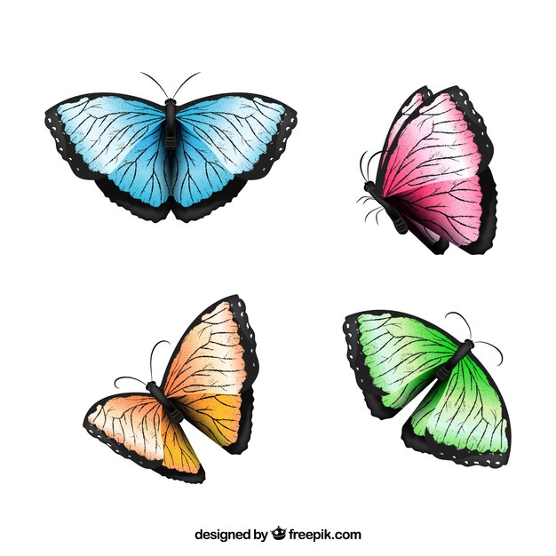 Several colored butterflies