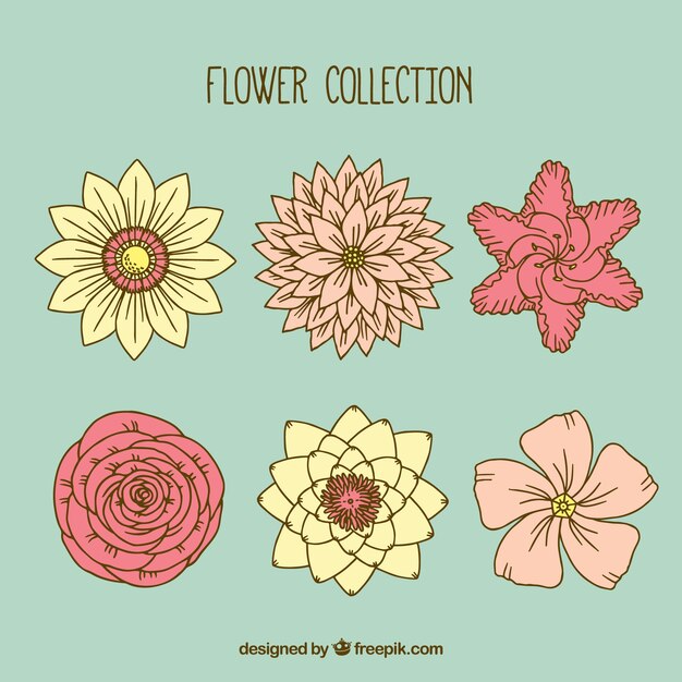 Several decorative flowers