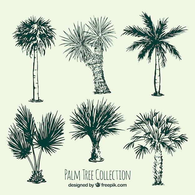 Several sketches of palm trees