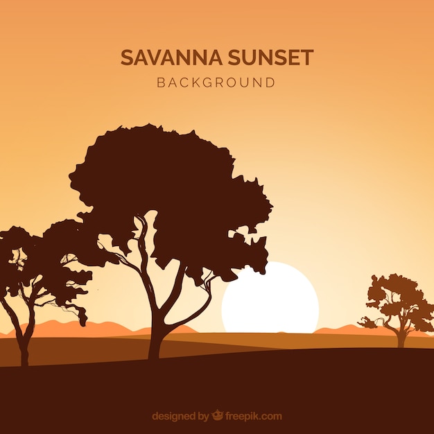 Shadowy forest landscape in the savanna