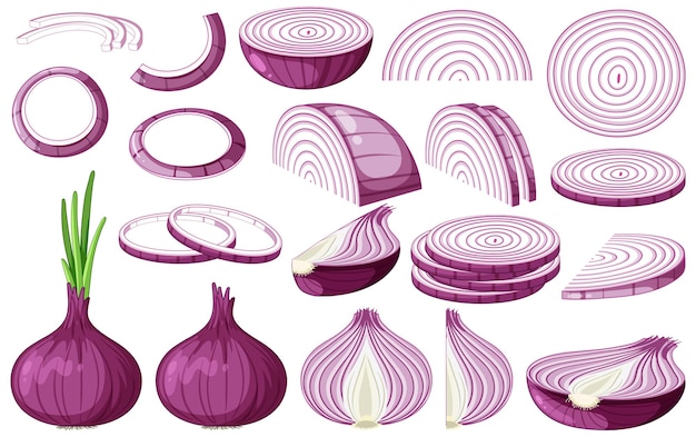 Free vector shallot in whole and sliced pieces