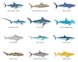免费矢量鲨鱼平组孤立的文本和图像的图标食肉鱼类在空白背景矢量图