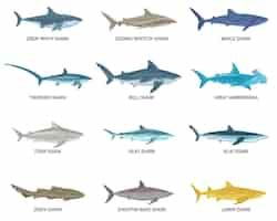 Free vector sharks flat set of isolated icons with text and images of predatory fishes on blank background vector illustration