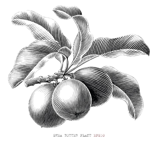 Shea Butter Branch Hand Drawn Vintage Engraving Style Black And White Clip Art Isolated On White Background