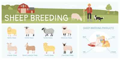 Vettore gratuito infografica piatta per l'allevamento di pecore con varie razze e illustrazione vettoriale dei prodotti