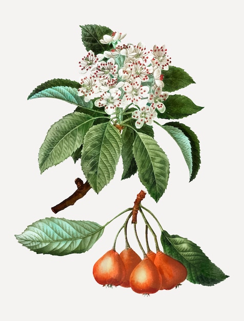 Free vector shipova fruits