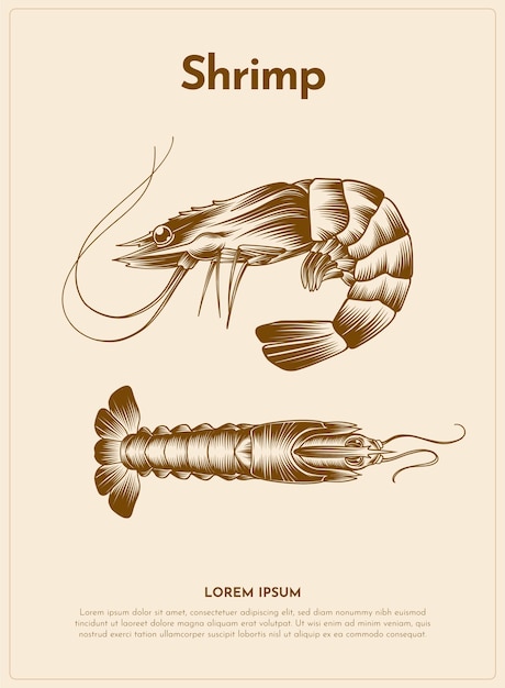 Shrimp retro animal illustration